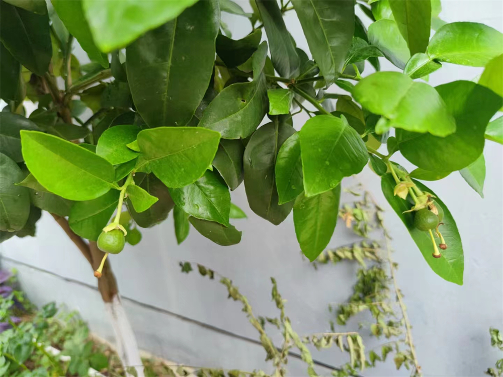 1690300059677853.jpg 3.jpg